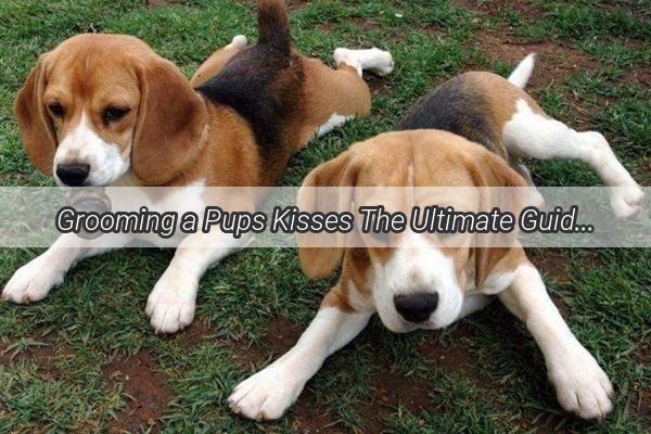 Grooming a Pups Kisses The Ultimate Guide to Washing Your Dogs Muzzle Fluff